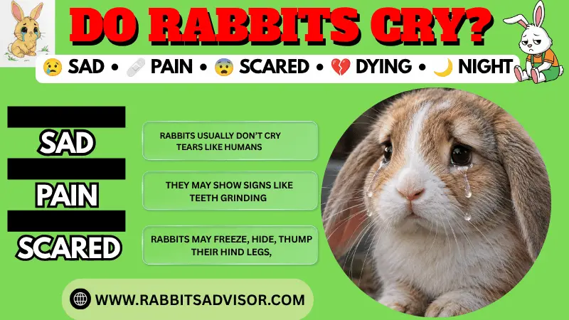 Do Rabbits Cry? When Sad, Pain, Die, Scare & Night Do Rabbits Cry? When Sad, Pain, Die, Scare & Night