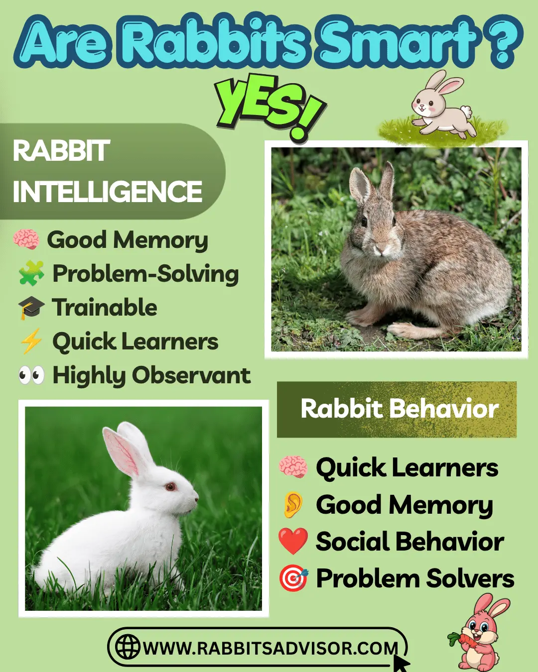 Are Rabbits intelligent