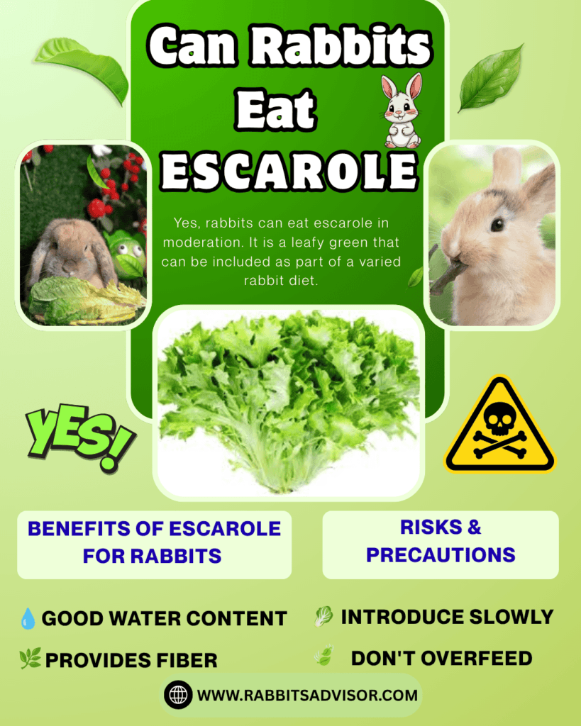 can rabbits eat Escarole