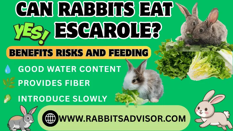 Can Rabbits Eat Escarole? Benefits, Risks, and Feeding Can Rabbits Eat Escarole? Benefits, Risks, and Feeding