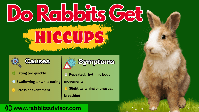 Do Rabbits Get Hiccups? Causes, Symptoms and Treatment Do Rabbits Get Hiccups? Causes, Symptoms and Treatment