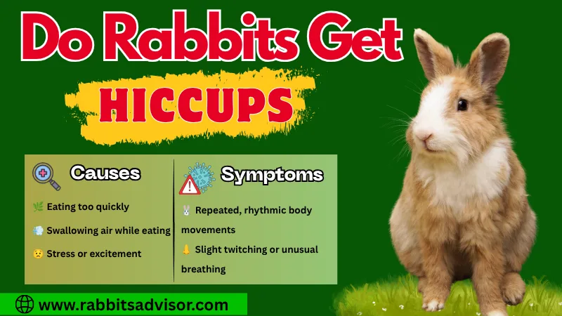 Do Rabbits Get Hiccups? Causes, Symptoms and Treatment