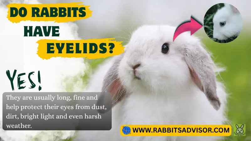 Do Rabbits Have Eyelids/ Eyelashes? Here’s the Answer